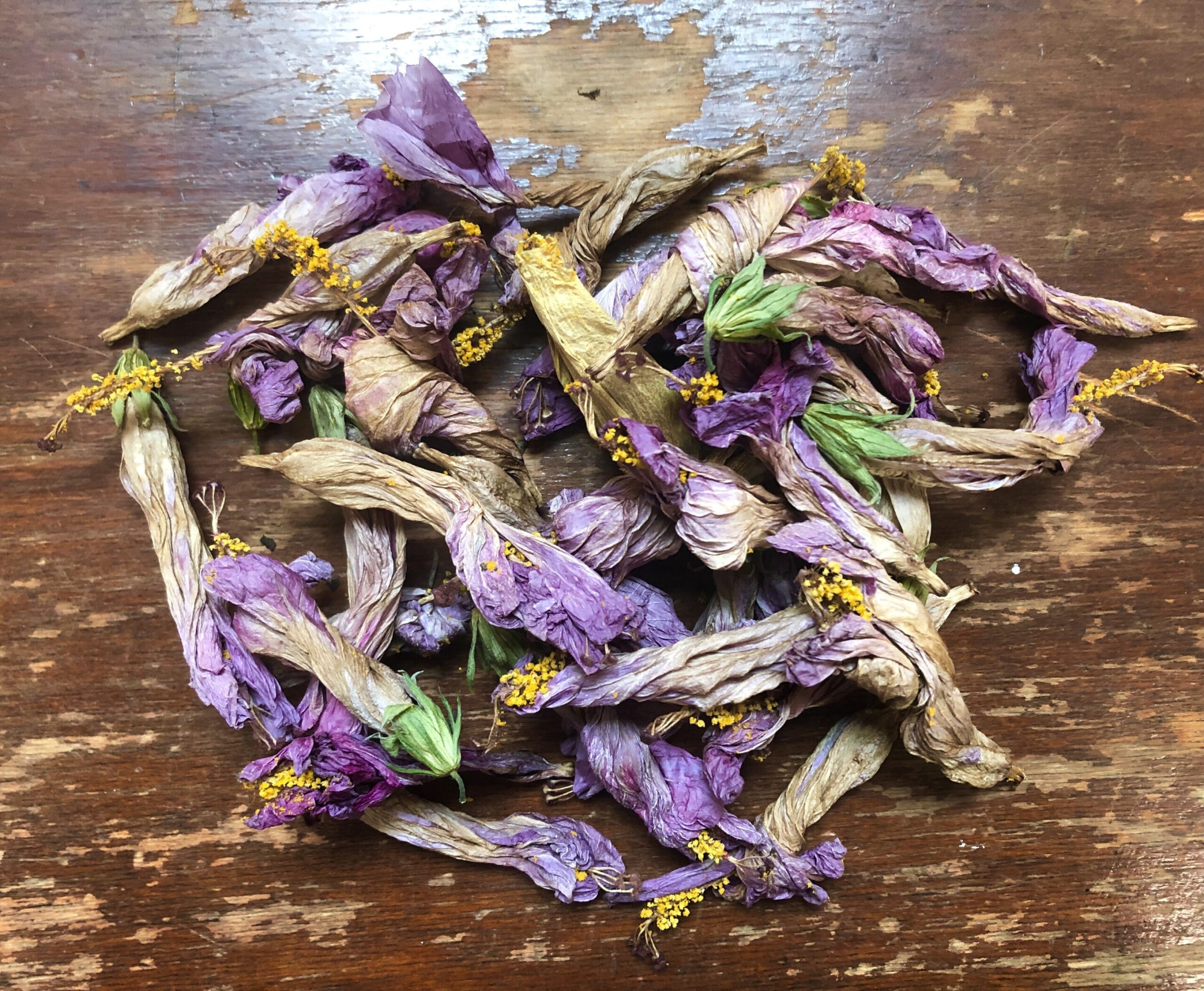 Hibiscus Passings